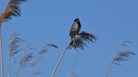 2022-06-11 crezeepolder 173